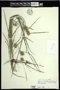 Carex louisianica image