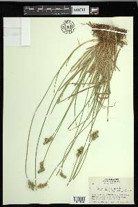 Carex longii image