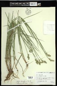 Carex longii image