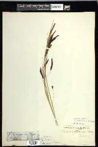 Carex lyngbyei image