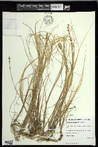 Carex mackenziei image