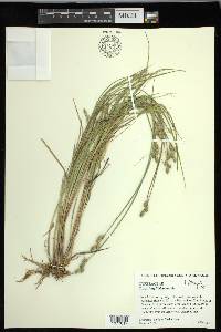 Carex longii image