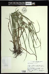 Carex louisianica image