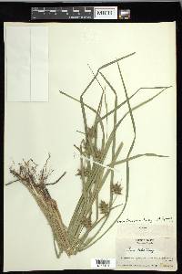 Carex louisianica image