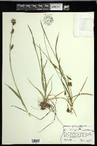 Carex luzulina image