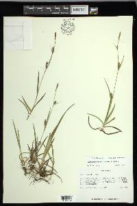 Carex microdonta image