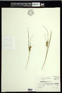 Carex michauxiana image