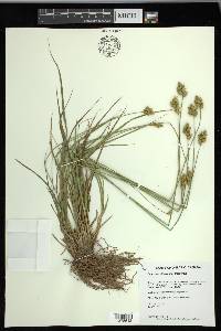 Carex merritt-fernaldii image