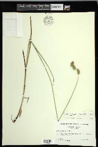 Carex merritt-fernaldii image