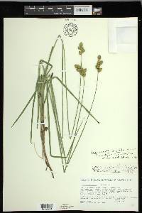 Carex merritt-fernaldii image