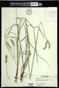 Carex merritt-fernaldii image