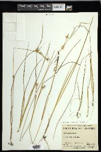 Carex michauxiana image