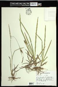 Carex microdonta image