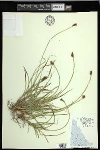 Carex macloviana image