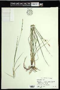 Carex meadii image