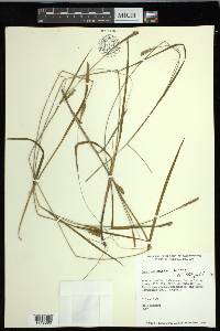 Carex meadii image