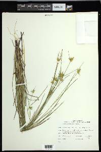 Carex michauxiana image