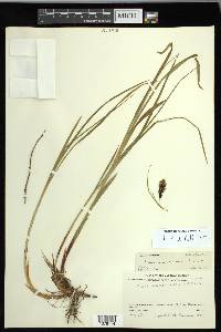 Carex macrochaeta image