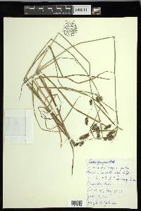 Carex magellanica image