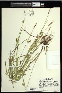 Carex meadii image