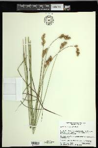 Carex merritt-fernaldii image