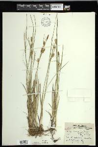 Carex meadii image