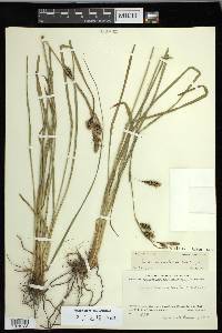 Carex macrochaeta image