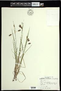 Carex magellanica image