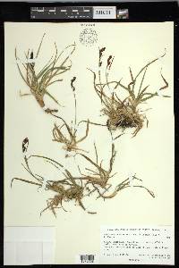 Carex microchaeta image