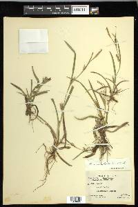 Carex microdonta image