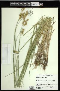 Carex merritt-fernaldii image