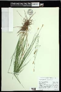 Carex mariposana image