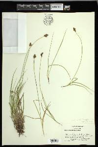 Carex macloviana image