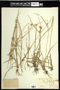 Carex michauxiana image