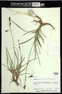 Carex spectabilis image