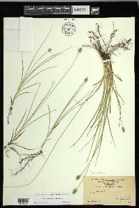 Carex mesochorea image