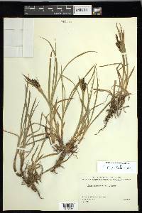 Carex macrochaeta image