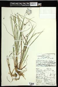 Carex magellanica image