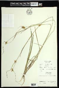 Carex michauxiana image