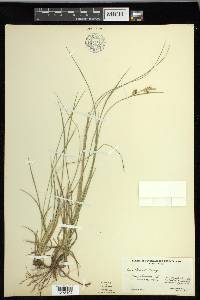 Carex meadii image