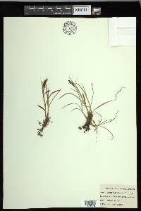 Carex macrochaeta image