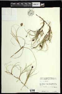 Carex maritima image