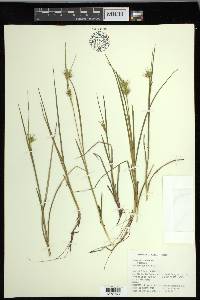 Carex michauxiana image