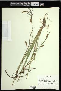 Carex microdonta image