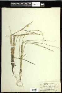 Carex michauxiana image