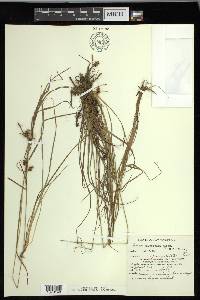 Carex magellanica image