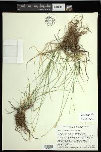 Carex mariposana image