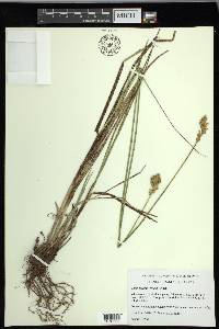 Carex merritt-fernaldii image