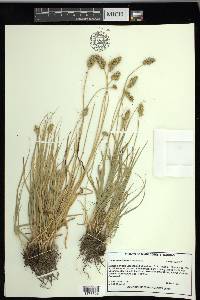 Carex mesochorea image