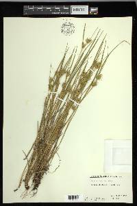 Carex michauxiana image